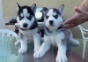 Kabul iin kaytl sibirya husky