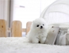 Kadn pomeranan puppy - ckc kaytl