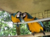 Kafesli iki macaws