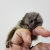 Kahverengi ve siyah marmoset maymunlar