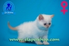 Kalc mavi gzl exotic shorthair yavrumuz...