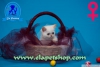 Kalc mavi gzl exotic shorthair yavrumuz...