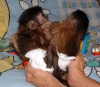 Kalite capuchin maymunlar