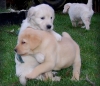 Kalite labrador retriever puppies.