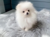 Kaliteli gzel pomeranian yavru