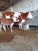 Kaliteli jersey ve simental süt inekleri