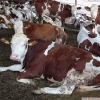 Kaliteli jersey ve simental süt inekleri