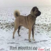 KALTEL KANGAL YAVRULARI TESCLL