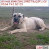 KALTEL KANGAL YAVRULARI TESCLL