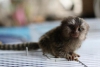 Kaliteli marmoset maymunlar