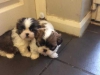 Kaliteli yetitirilen aile yetitirildi shih tzu mevcut 4948