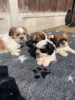 Kaliteli yetitirilen aile yetitirildi shih tzu mevcut 2342