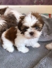 Kaliteli yetitirilen aile yetitirildi shih tzu mevcut 4531