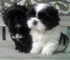 Kaliteli yetitirilen aile yetitirildi shih tzu mevcut 1240