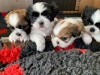 Kaliteli yetitirilen aile yetitirildi shih tzu mevcut 4232