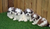 Kaliteli yetitirilen aile yetitirildi shih tzu mevcut 3452