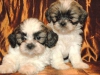 Kaliteli yetitirilen aile yetitirildi shih tzu mevcut 2108