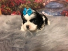 Kaliteli yetitirilen aile yetitirildi shih tzu mevcut 4137