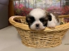 Kaliteli yetitirilen aile yetitirildi shih tzu mevcut 4579