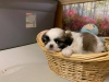 Kaliteli yetitirilen aile yetitirildi shih tzu mevcut 3429