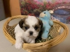 Kaliteli yetitirilen aile yetitirildi shih tzu mevcut 4906