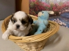 Kaliteli yetitirilen aile yetitirildi shih tzu mevcut 4079