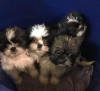 Kaliteli yetitirilen aile yetitirildi shih tzu mevcut 4149