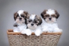 Kaliteli yetitirilen aile yetitirildi shih tzu mevcut 2244