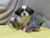 Kaliteli yetitirilen aile yetitirildi shih tzu mevcut 3345