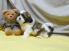 Kaliteli yetitirilen aile yetitirildi shih tzu mevcut 4107