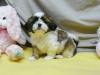 Kaliteli yetitirilen aile yetitirildi shih tzu mevcut 4635