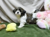 Kaliteli yetitirilen aile yetitirildi shih tzu mevcut 4294