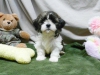 Kaliteli yetitirilen aile yetitirildi shih tzu mevcut 2995