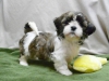 Kaliteli yetitirilen aile yetitirildi shih tzu mevcut 3828