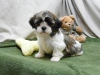 Kaliteli yetitirilen aile yetitirildi shih tzu mevcut 3994