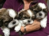 Kaliteli yetitirilen aile yetitirildi shih tzu mevcut 1186