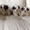 Kaliteli yetitirilen aile yetitirildi shih tzu mevcut 4329