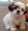 Kaliteli yetitirilen aile yetitirildi shih tzu mevcut 1068