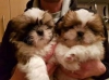 Kaliteli yetitirilen aile yetitirildi shih tzu mevcut 1830