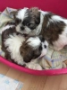 Kaliteli yetitirilen aile yetitirildi shih tzu mevcut 2911