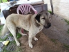 Kangal