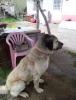 Kangal