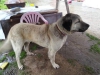 Kangal