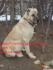 Kangal yavrusu