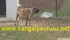 Kangal yavrusu: https://www.kangalyavrusu.net/?syfnmb=1&pt=a