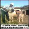 KANGAL YAVRUSU RETM FTL