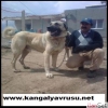 KANGAL YAVRUSU RETM FTL