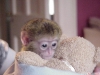 Kapuin maymunlar, herhangi bir sevgi dolu evde her yerde y