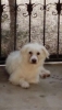 Kayıp köpek