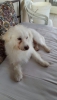 Kayıp köpek